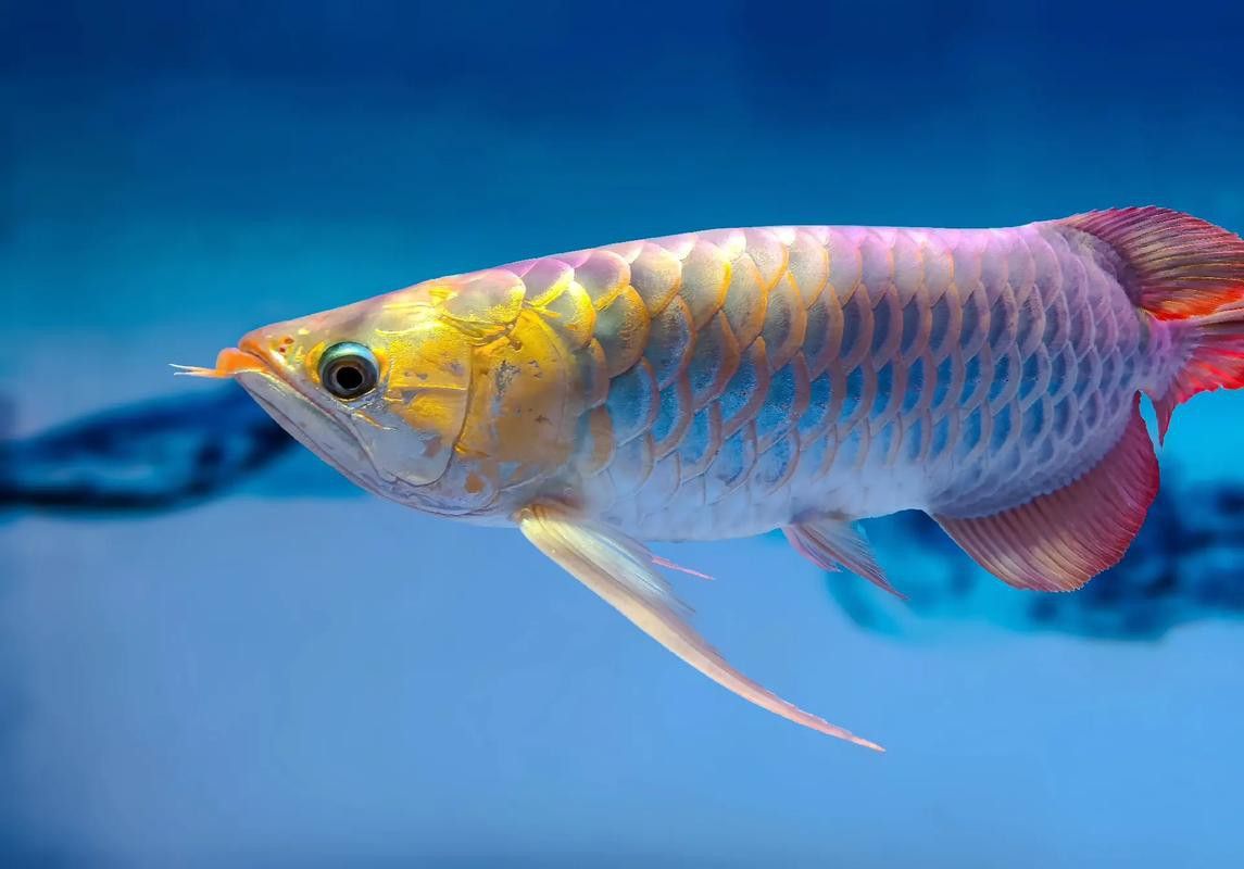 如何找到更多高清小龍魚圖片？