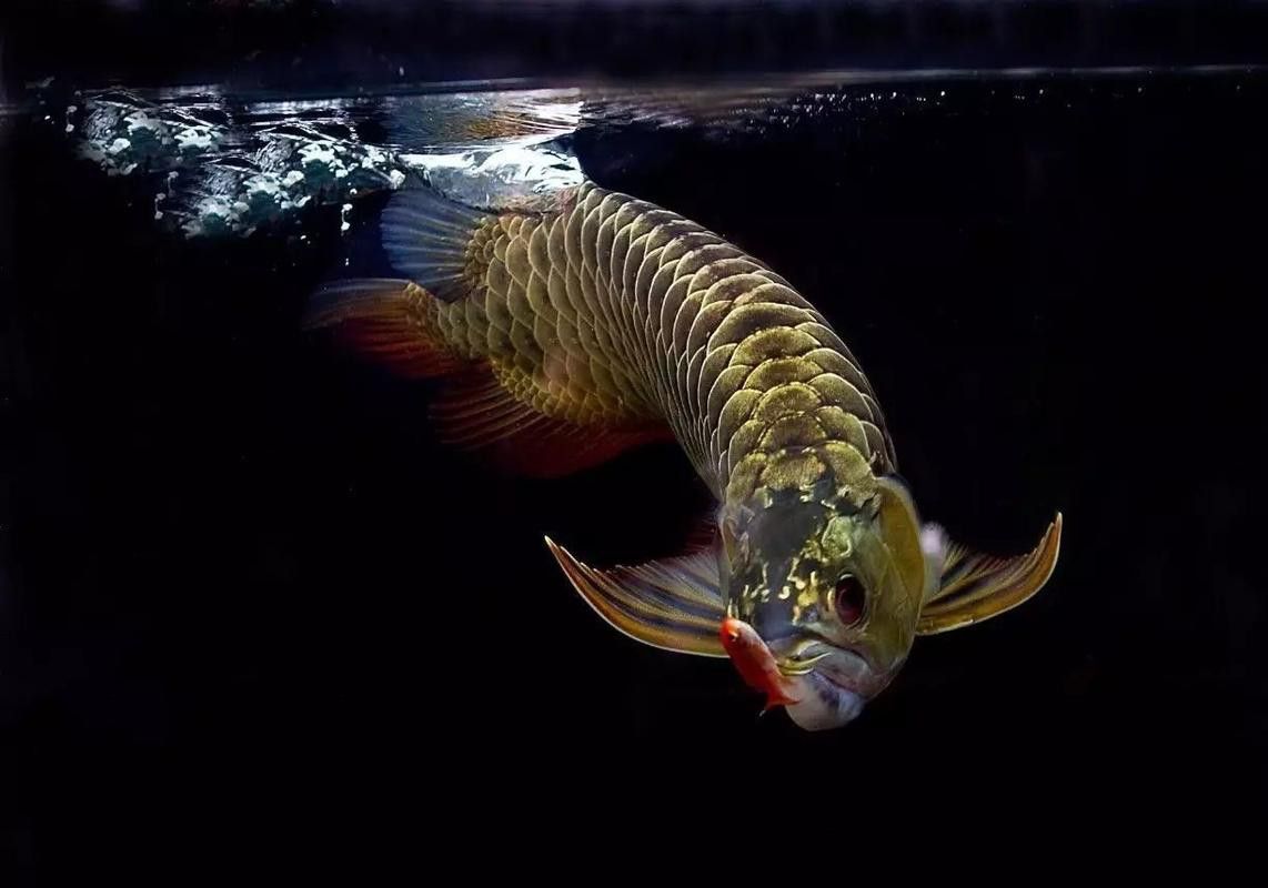 如何找到更多高清小龍魚圖片？