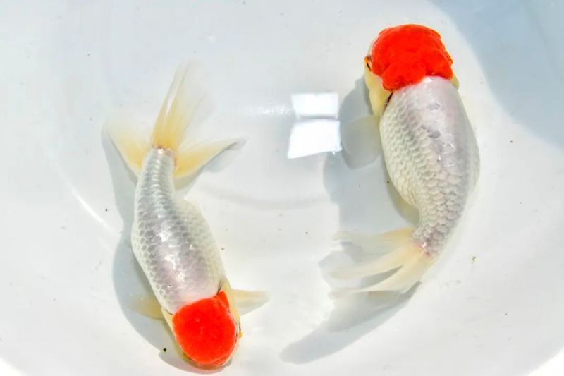 過背金魚視頻大全