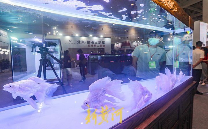濟(jì)南龍魚展會地址在哪里啊