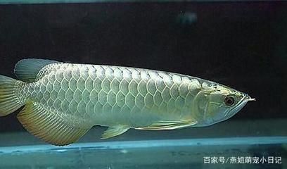 龍魚拉屎像棉絮一樣：龍魚拉屎像棉絮一樣怎么辦