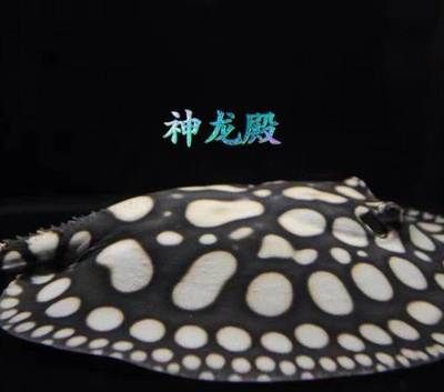 和興龍魚：北京和興龍魚