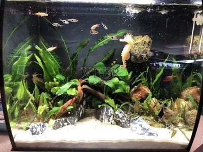 銀龍魚缸內植物配置：銀龍魚缸內植物布局設計