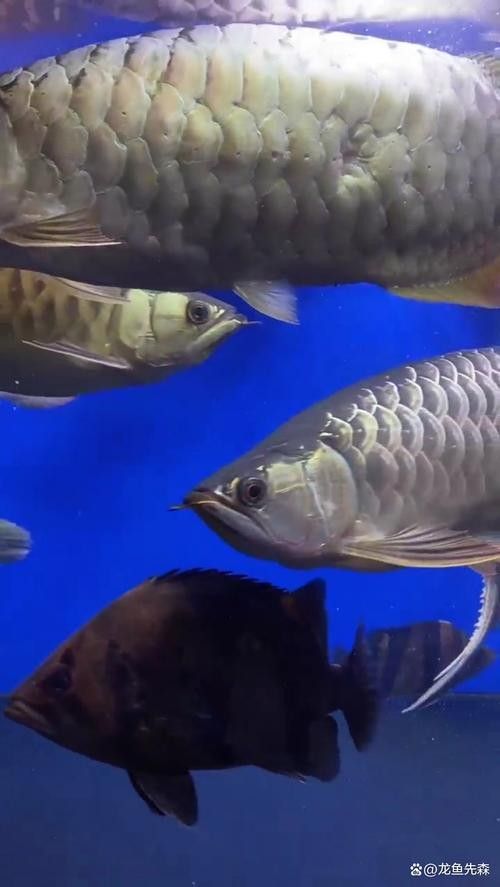 龍魚會(huì)吃龍魚嗎圖片