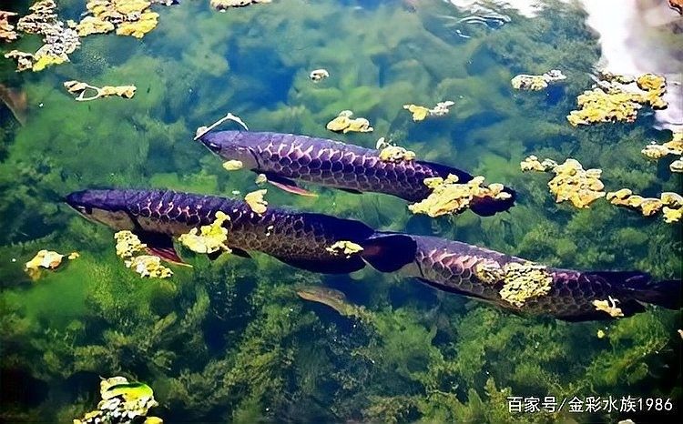 龍魚會(huì)吃龍魚嗎圖片
