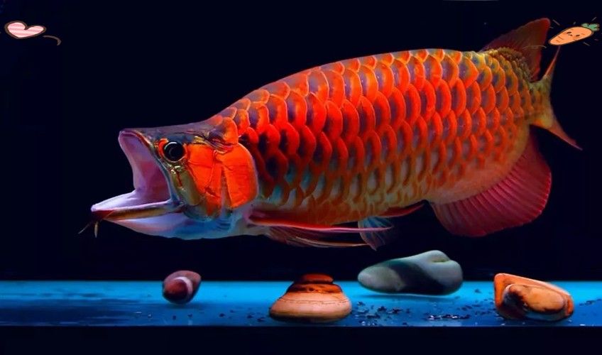 龍魚會(huì)吃龍魚嗎圖片