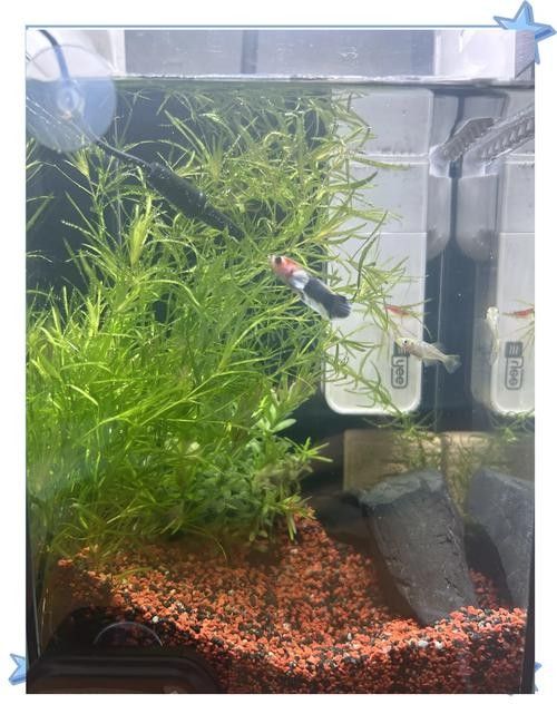 龍魚會(huì)吃龍魚嗎圖片