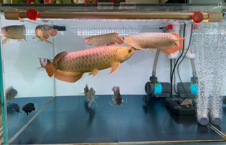 龍魚會(huì)吃龍魚嗎圖片