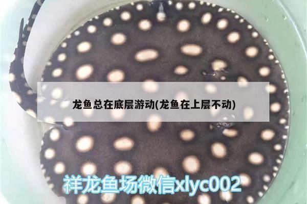 龍魚一直游來游去的嗎怎么回事