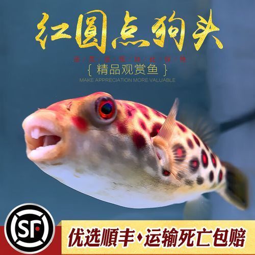 奈及利亞紅圓點狗頭背景圖