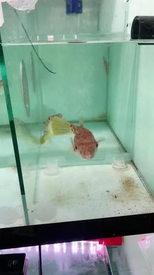 奈及利亞紅圓點狗頭背景圖