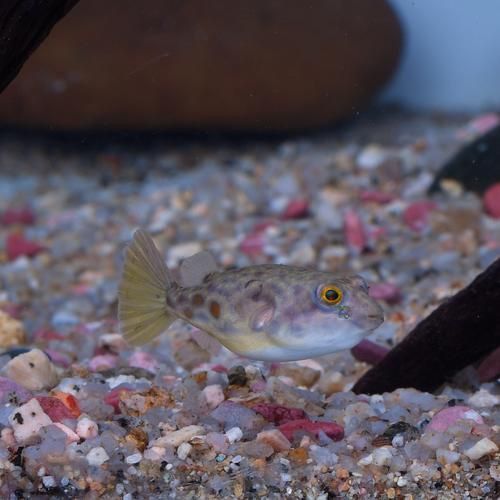 奈及利亞紅圓點狗頭背景圖