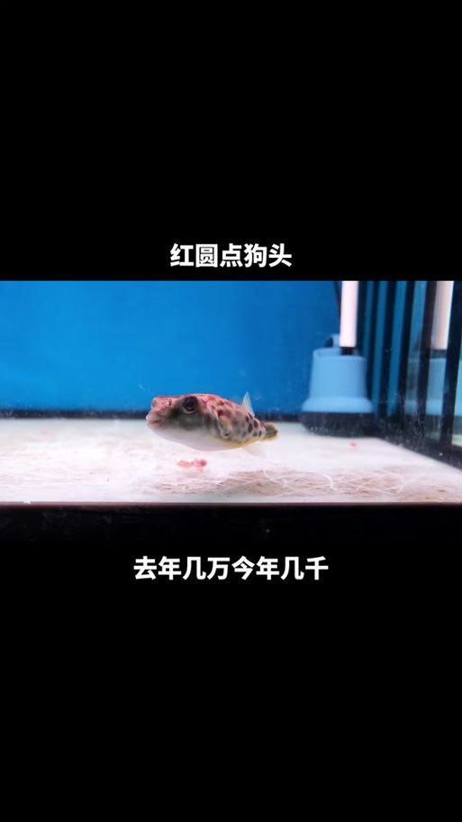 奈及利亞紅圓點狗頭背景圖