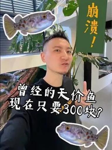 奈及利亞紅圓點狗頭背景圖