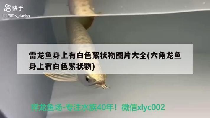 六角龍魚身上有白色絮狀物（六角龍魚身上出現白色絮狀物怎么辦）
