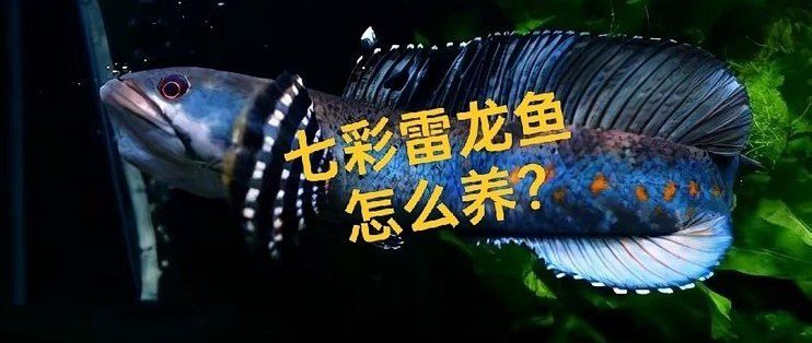 雷龍魚細菌感染后多久會死？