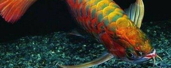 龍魚老沉水底是怎么回事兒