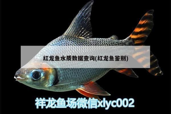 龍魚的市場需求如何分析：龍魚的市場需求分析