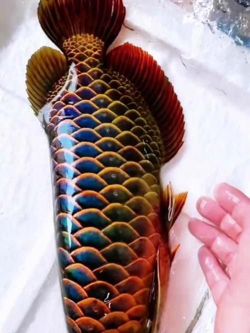 龍魚壁紙超清圖片大全