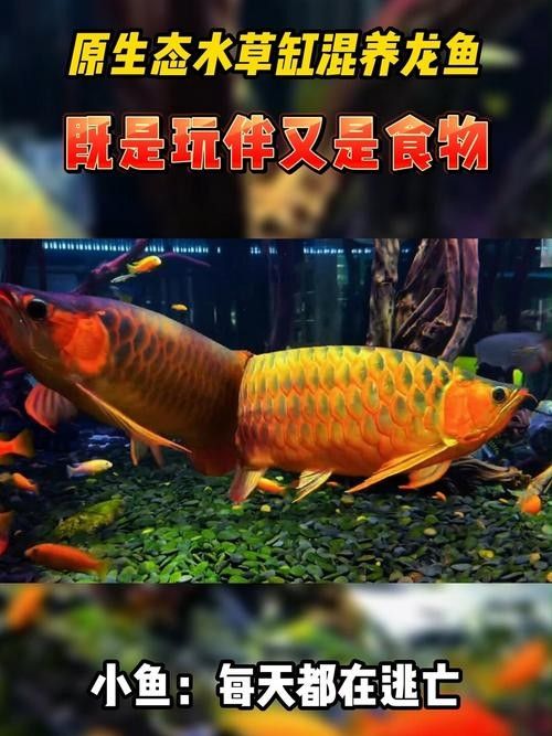 龍魚壁紙超清圖片大全
