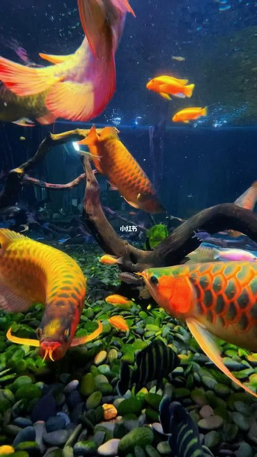 龍魚壁紙超清圖片大全