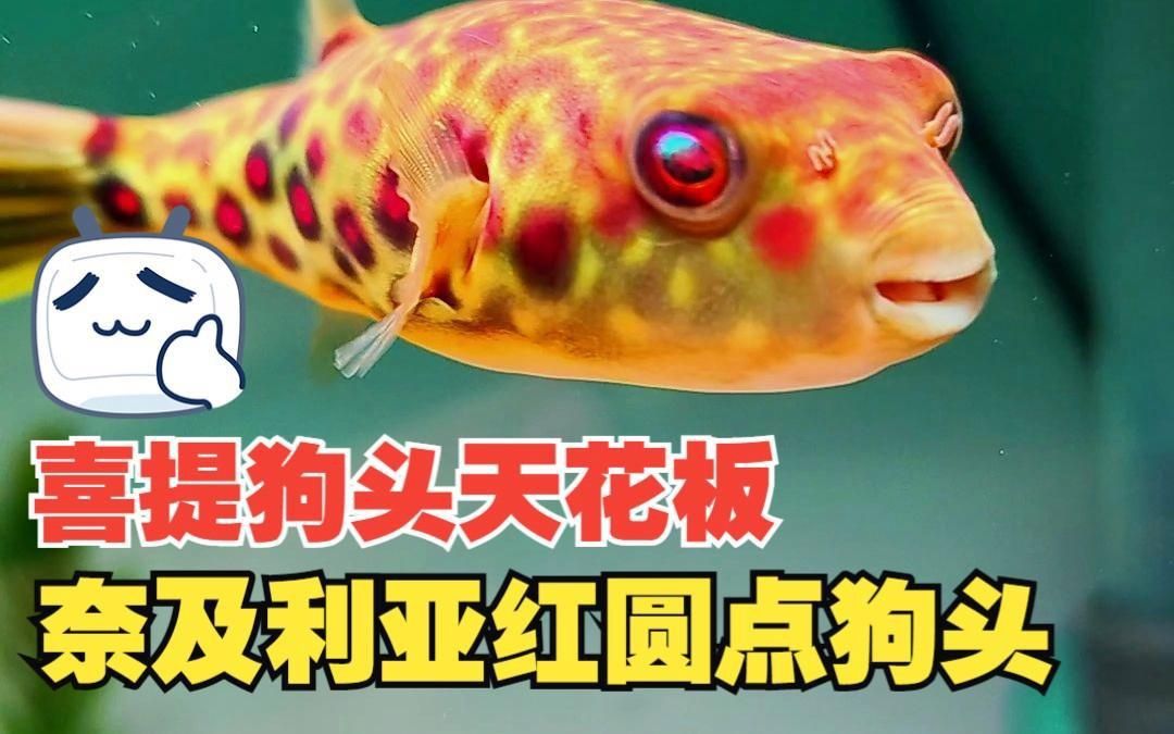 奈及利亞紅圓點