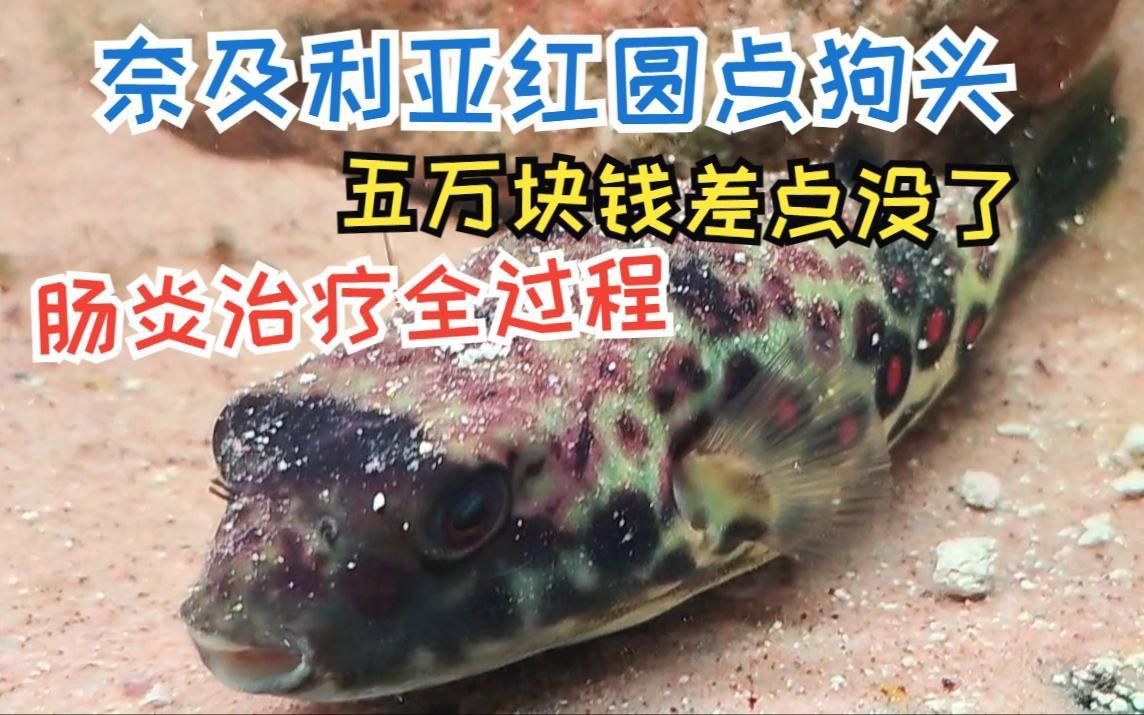 奈及利亞紅圓點