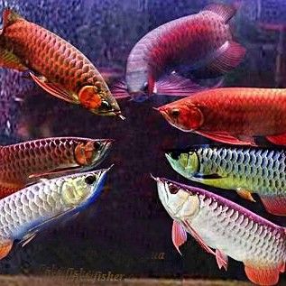 什么魚叫龍魚的名字