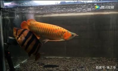 40公分龍魚配魚多大適合（適合與40公分龍魚混養(yǎng)的魚類）