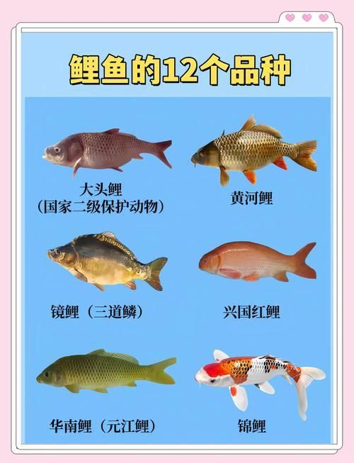 馬印牌水族燈