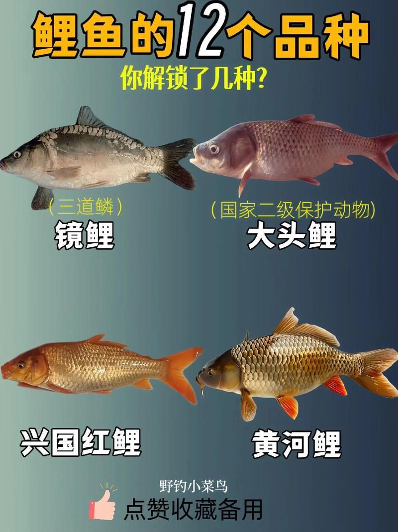 馬印牌水族燈