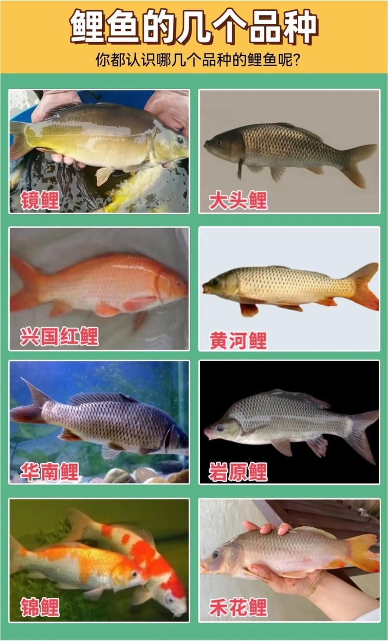馬印牌水族燈
