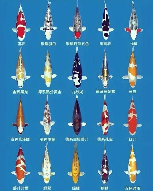 馬印牌水族燈