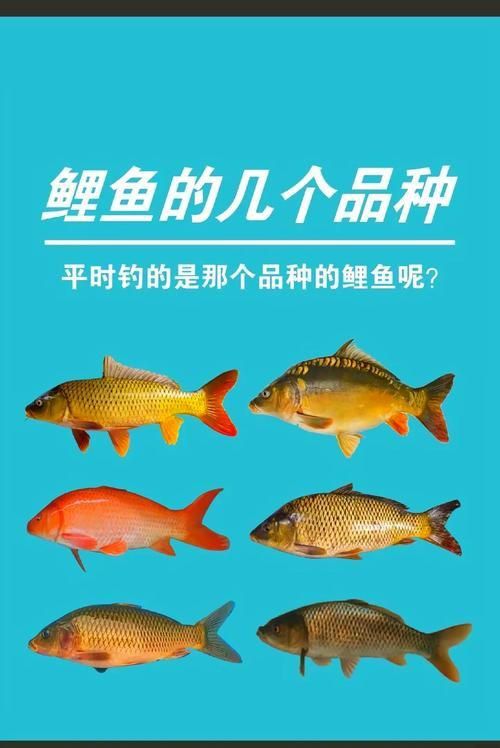 馬印牌水族燈