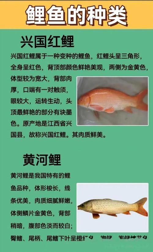 馬印牌水族燈
