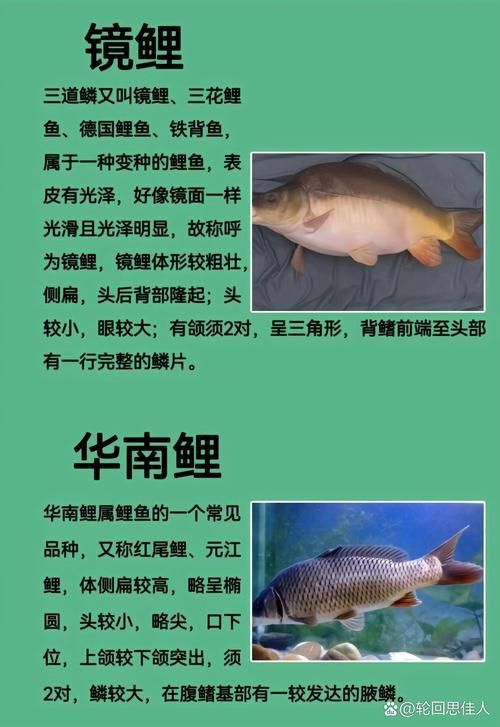 馬印牌水族燈