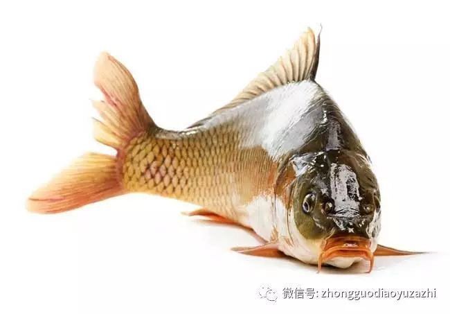 馬印牌水族燈