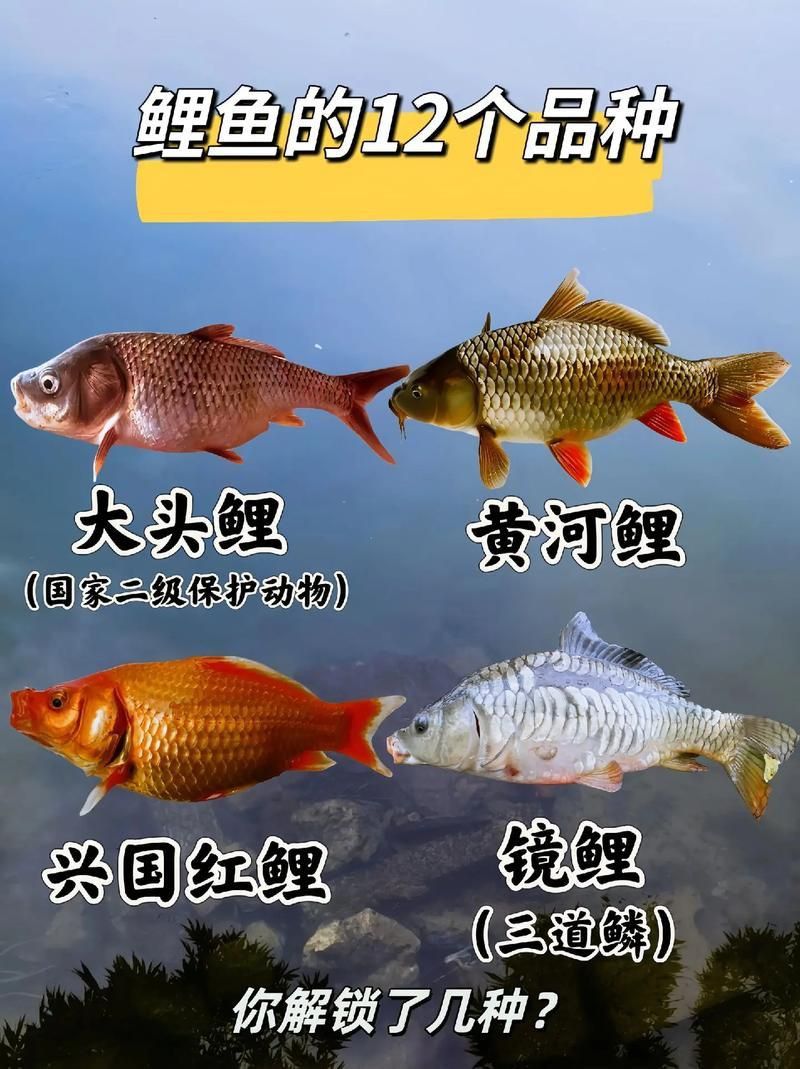 馬印牌水族燈