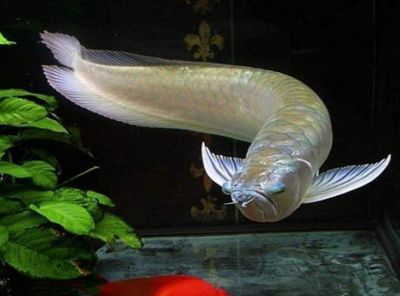 銀龍魚可以懶養(yǎng)嗎（銀龍魚是否適合“懶養(yǎng)”）