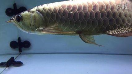 金龍魚的最好品種有哪些