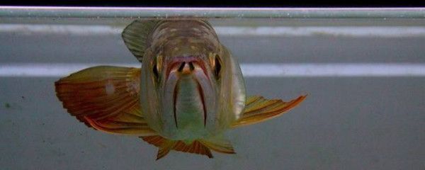 龍魚底層養(yǎng)什么魚好，與龍魚混養(yǎng)的底層魚