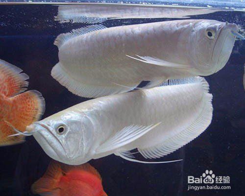 銀龍魚繁殖困難嗎？