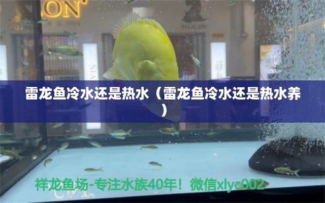 雷龍魚冷水還是熱水，關于雷龍魚水溫的詳細信息