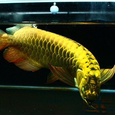 印尼大湖龍魚特征是什么（關于印尼大湖龍魚的一些詳細特征）