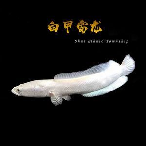 白化雷龍魚值錢嗎，白化雷龍魚值多少錢