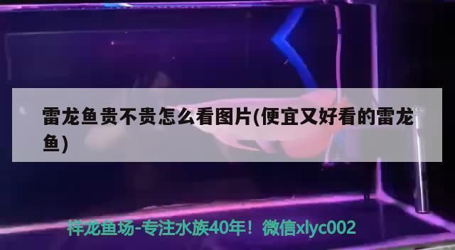 白化雷龍魚值錢嗎，白化雷龍魚值多少錢