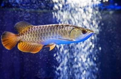 龍魚養不活的原因：導致龍魚養不活的原因