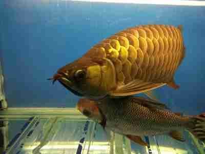 金龍魚總部地址在哪里（金龍魚總部位于廣東省佛山市南海區(qū)大瀝鎮(zhèn)東村工業(yè)區(qū)）