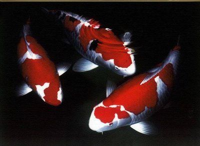 龍魚的寓意和象征桃源結義：龍魚在中國文化中具有豐富的寓意和象征意義