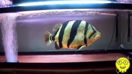 龍魚的寓意和象征桃源結義：龍魚在中國文化中具有豐富的寓意和象征意義